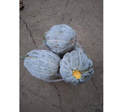 Насіння гарбуза сорту Cucurbita nidemi